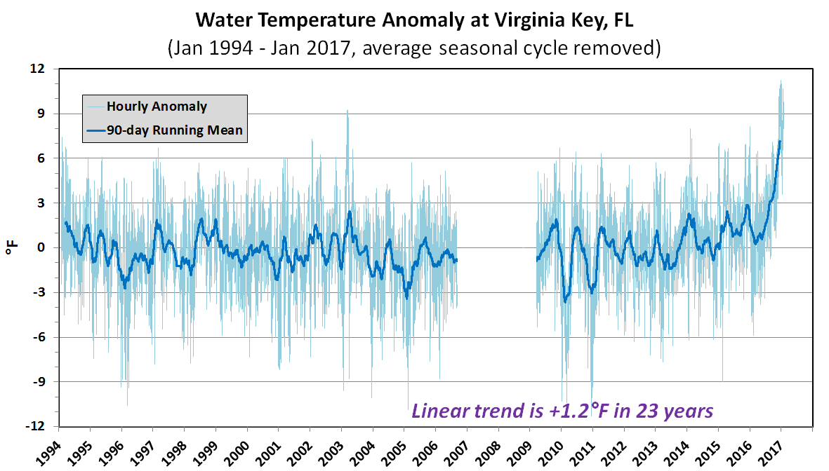 Water temperature anomaly at Virginia Key plus the 90 day moving average. The spike at the right represents the record warmth being recorded now. Credit: Rosenstiel School of Marine and Atmospheric Science.