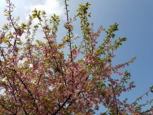Cherry blossoms fill the sky in in Narita, Japan in 2016. Many of the famed trees in Washington, DC were gifts from Japan. Photograph: Weatherboy