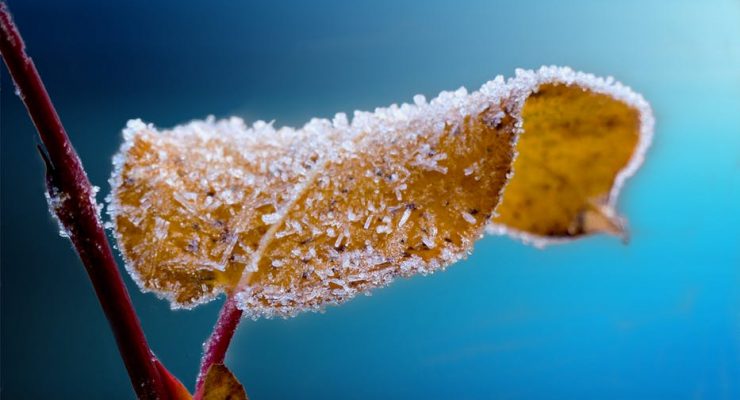 Frost & Freeze Advisories Issued for Northeast