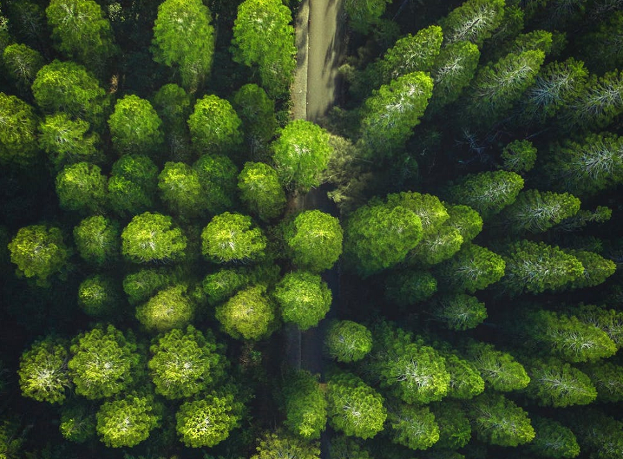 A study shows the Earth is getting greener. Other efforts to plant millions of trees may make Earth even greener yet.