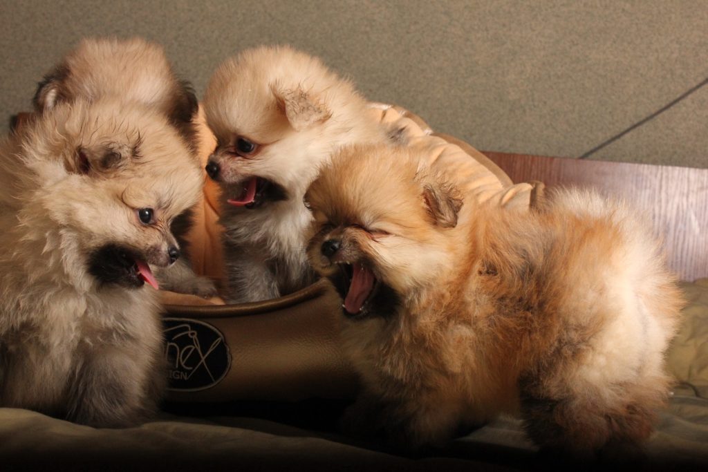 Experts warn that pets can be just as vulnerable to extreme temperatures in cars as their human companions.